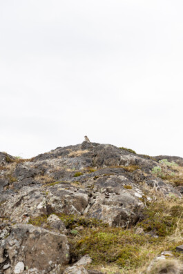 Island, Snaefellsnes, Vogel